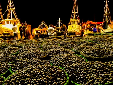 a-feira-do-acai-de-belem
